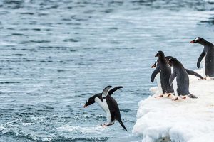 Ice swimming tradition and cryotherapy